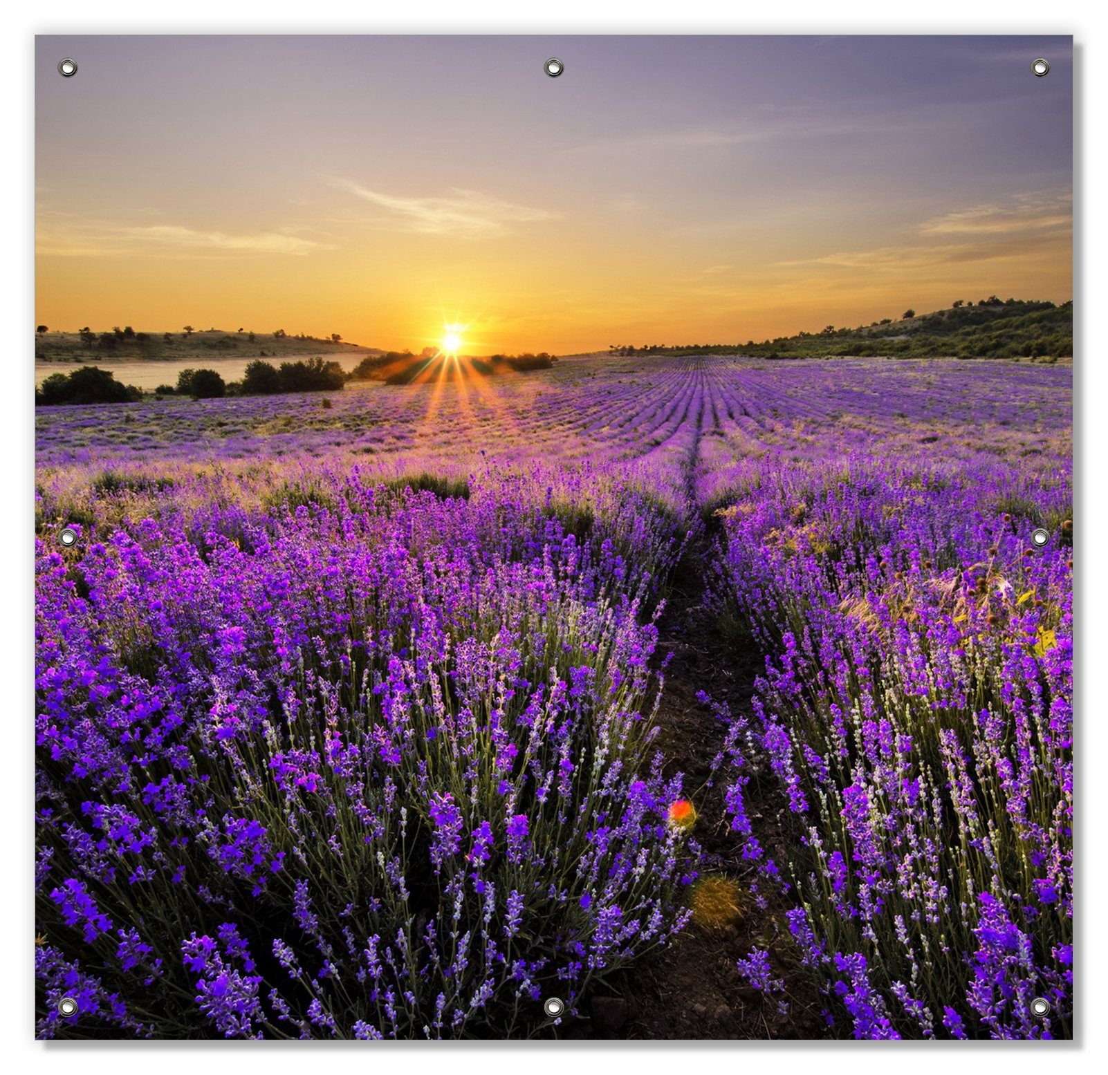 Wallario Sonnenschutz Sonnenuntergang über dem Lavendel, blickdicht, mit Saugnäpfen, wiederablösbar und wiederverwendbar