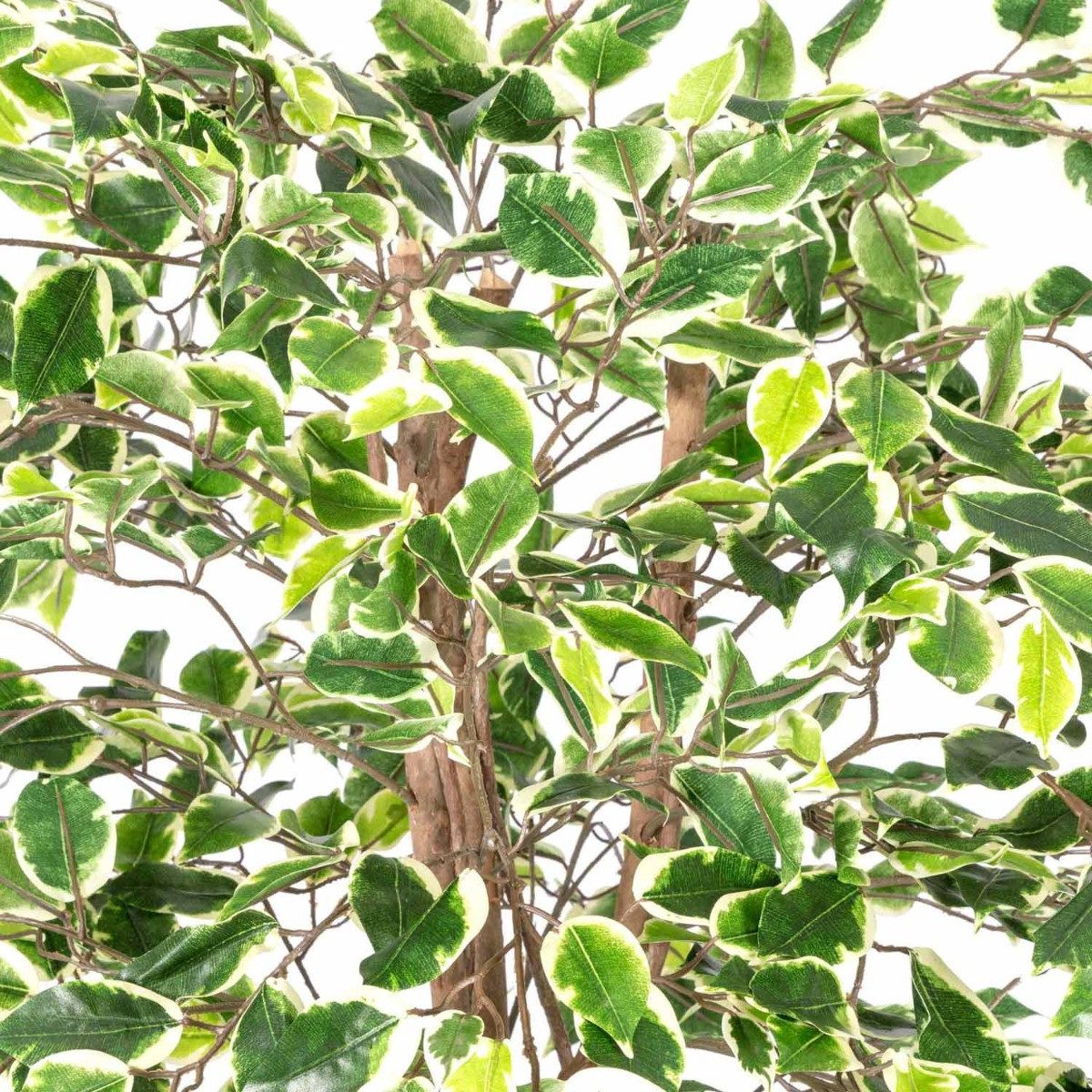Kunstbaum Kunstbaum Ficus Benjamini grün weiß günstig online kaufen