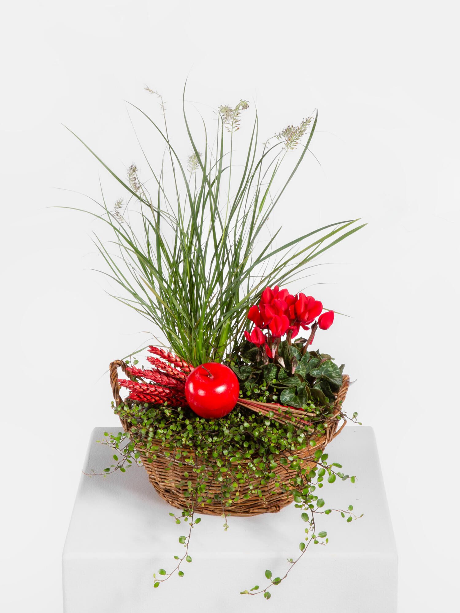 Fleurop Zimmerpflanze Schneewittchen - DIY: Einpflanz-SET