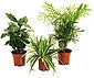 Dominik Zimmerpflanze »Palmen-Set«, Höhe: 15 cm, 3 Pflanzen, Bild 2