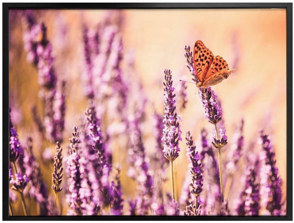 Wall-Art Poster Schmetterling Schmetterlinge Poster, Wandposter Lavendel, (1 Bild, Wandbild, St)