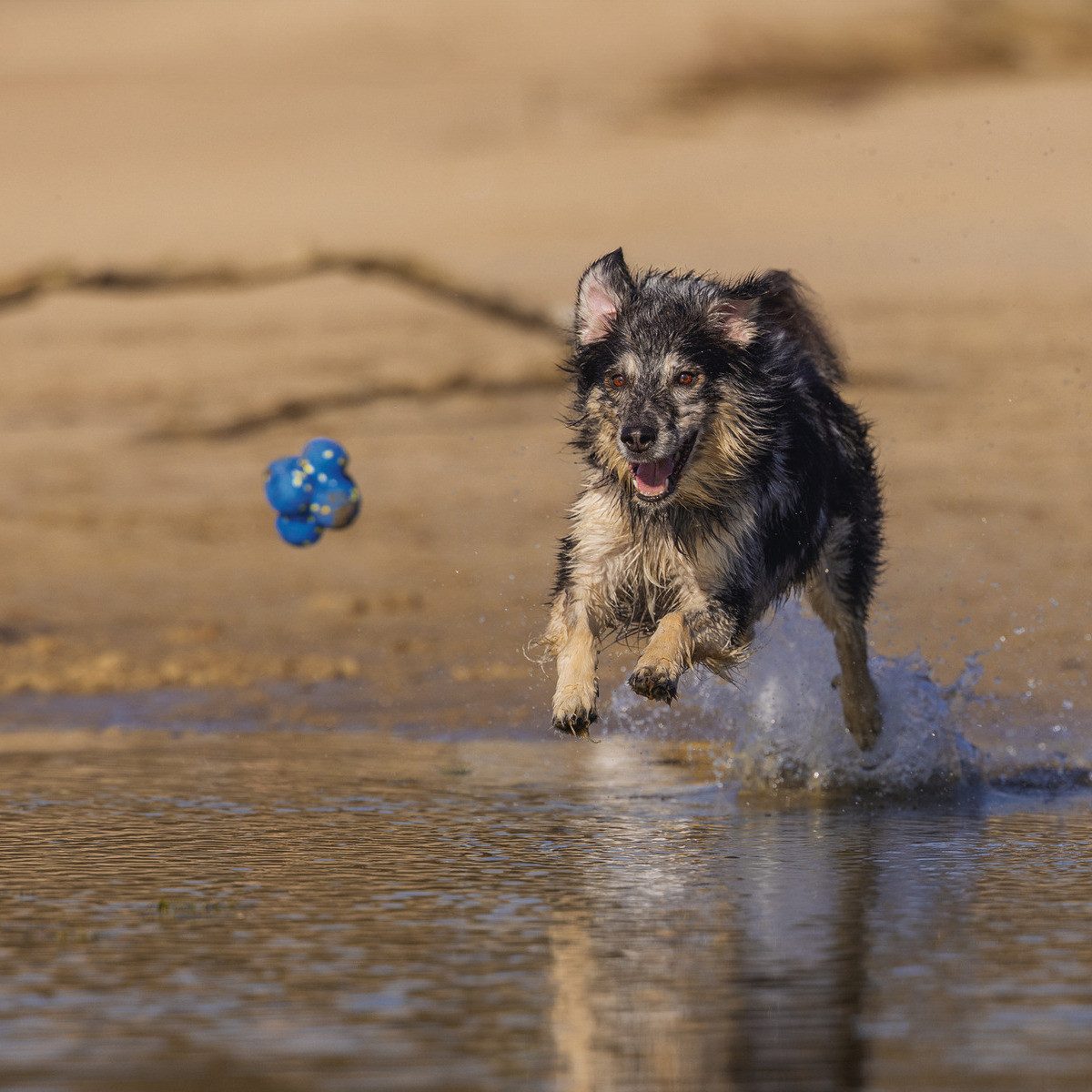 Beeztees Tierball Hundespielzeug Fetch Atom aus Schaumstoff blau