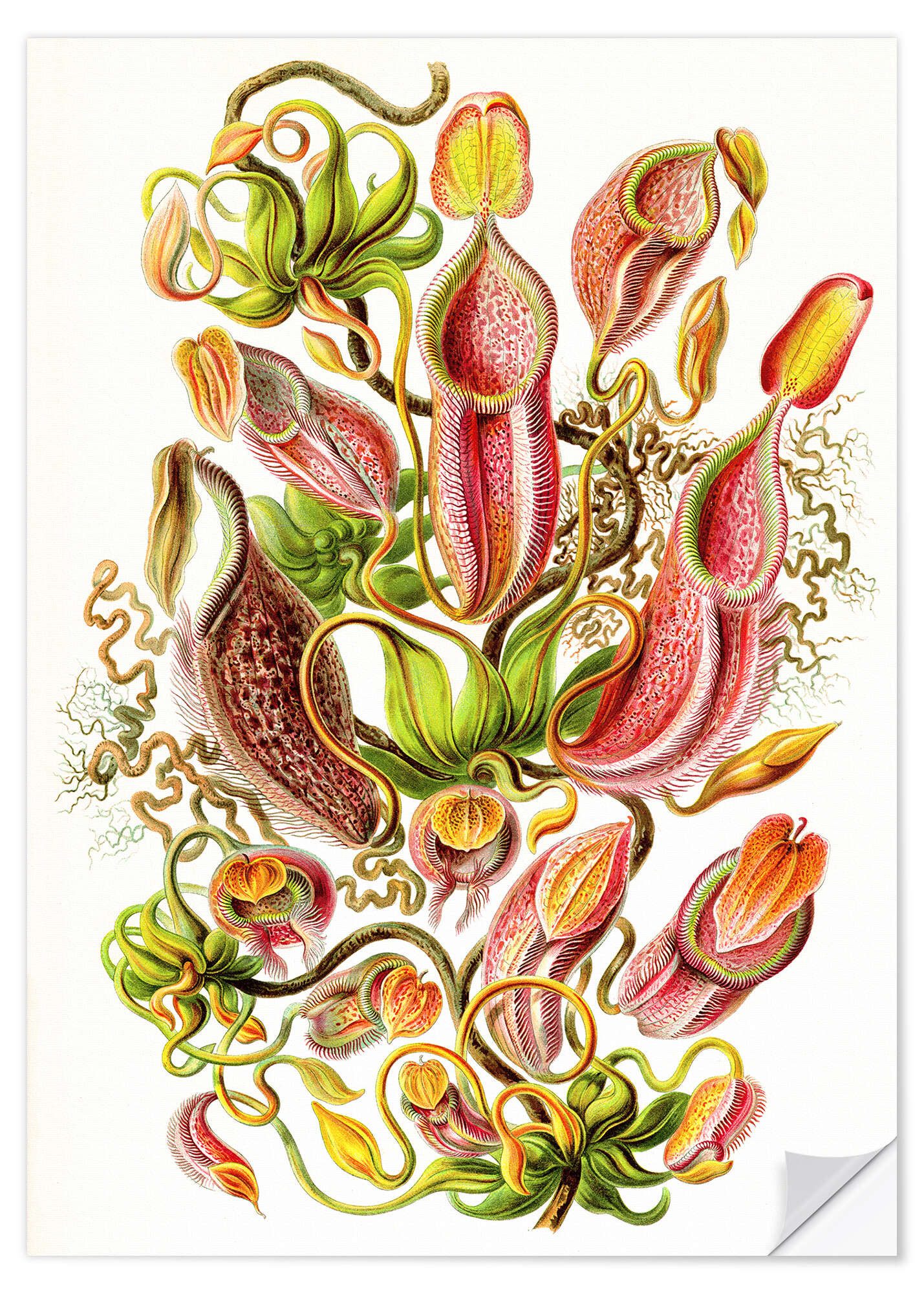 Posterlounge Wandfolie Ernst Haeckel, Kannenpflanzen, Nepenthaceae (Kunstformen der Natur, 1899), Malerei