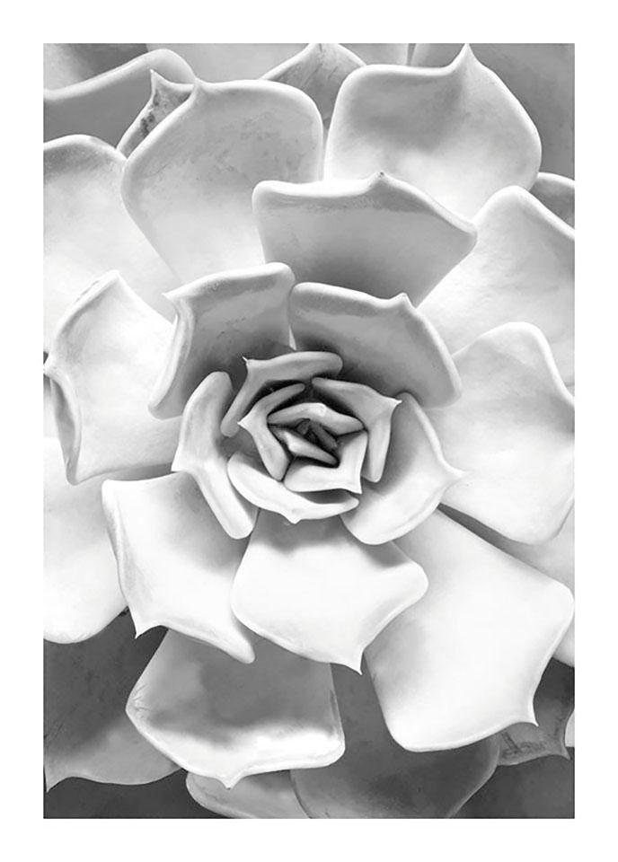 Komar Bild Succulent Closeup, Blätter, Pflanzen (1 St), Wandbild zur Dekoration - ohne Rahmen