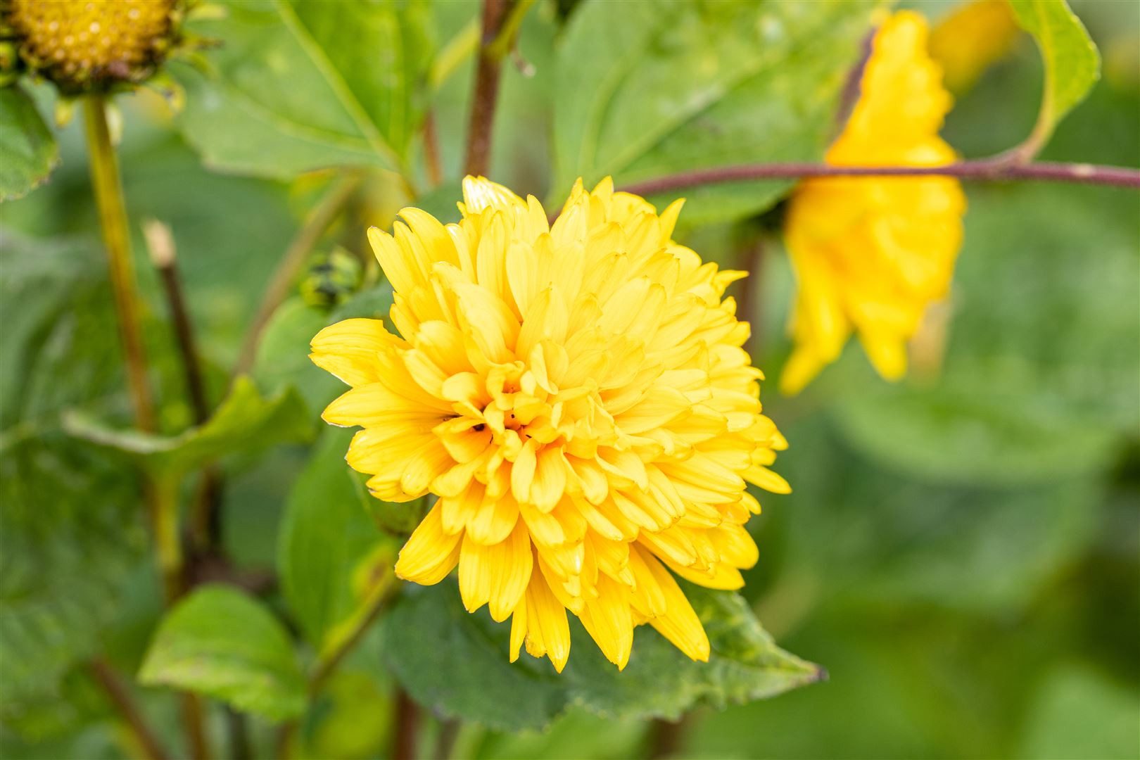 Pflanzen für Dich Staude Helianthus decap. Soleil d'Or, 1 St., Sonnenblume