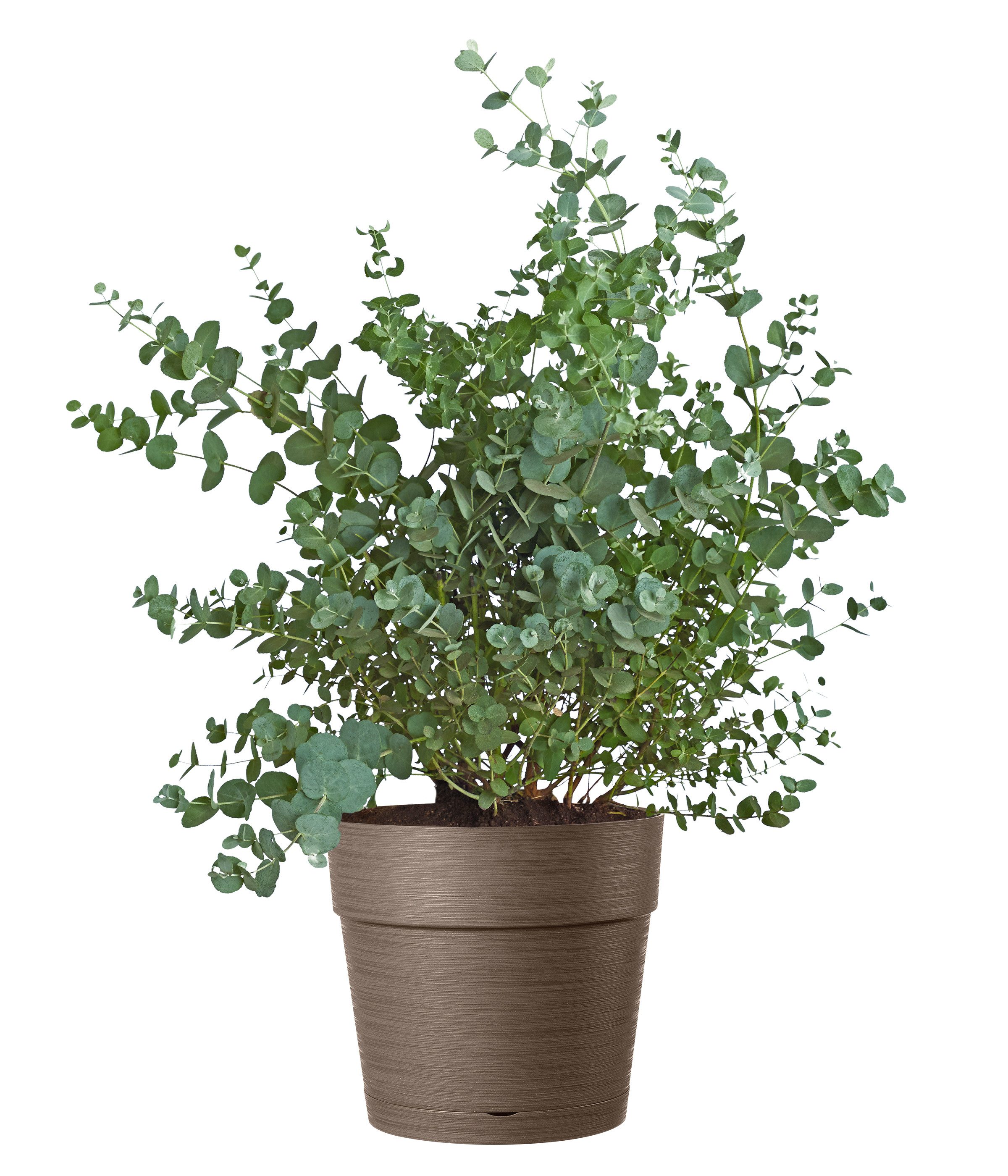 Deroma Blumentopf Vaso Save, Indoor / günstig online kaufen