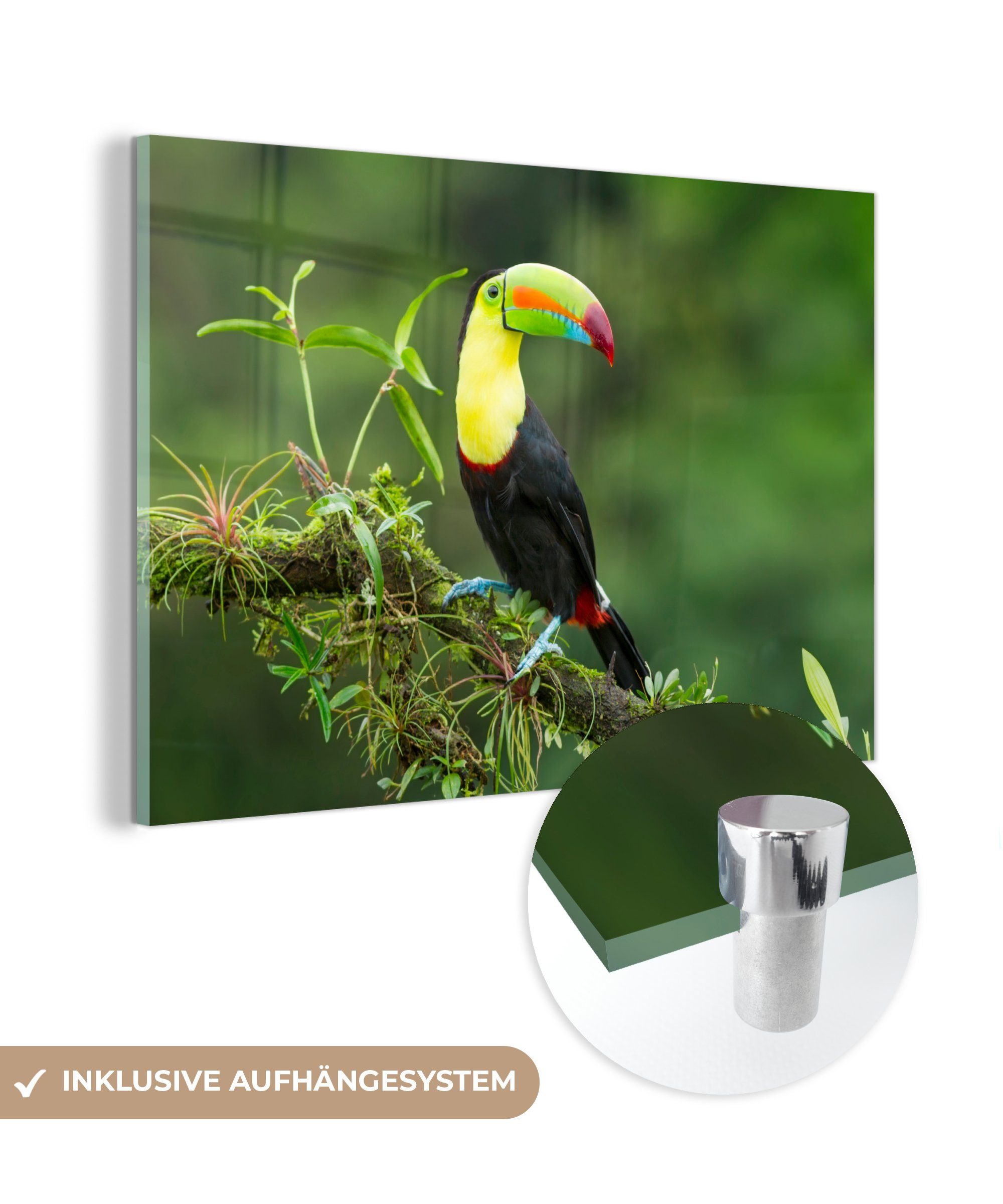 MuchoWow Acrylglasbild Tukan im Regenwald von Costa Rica, (1 St), Acrylglasbilder Wohnzimmer & Schlafzimmer