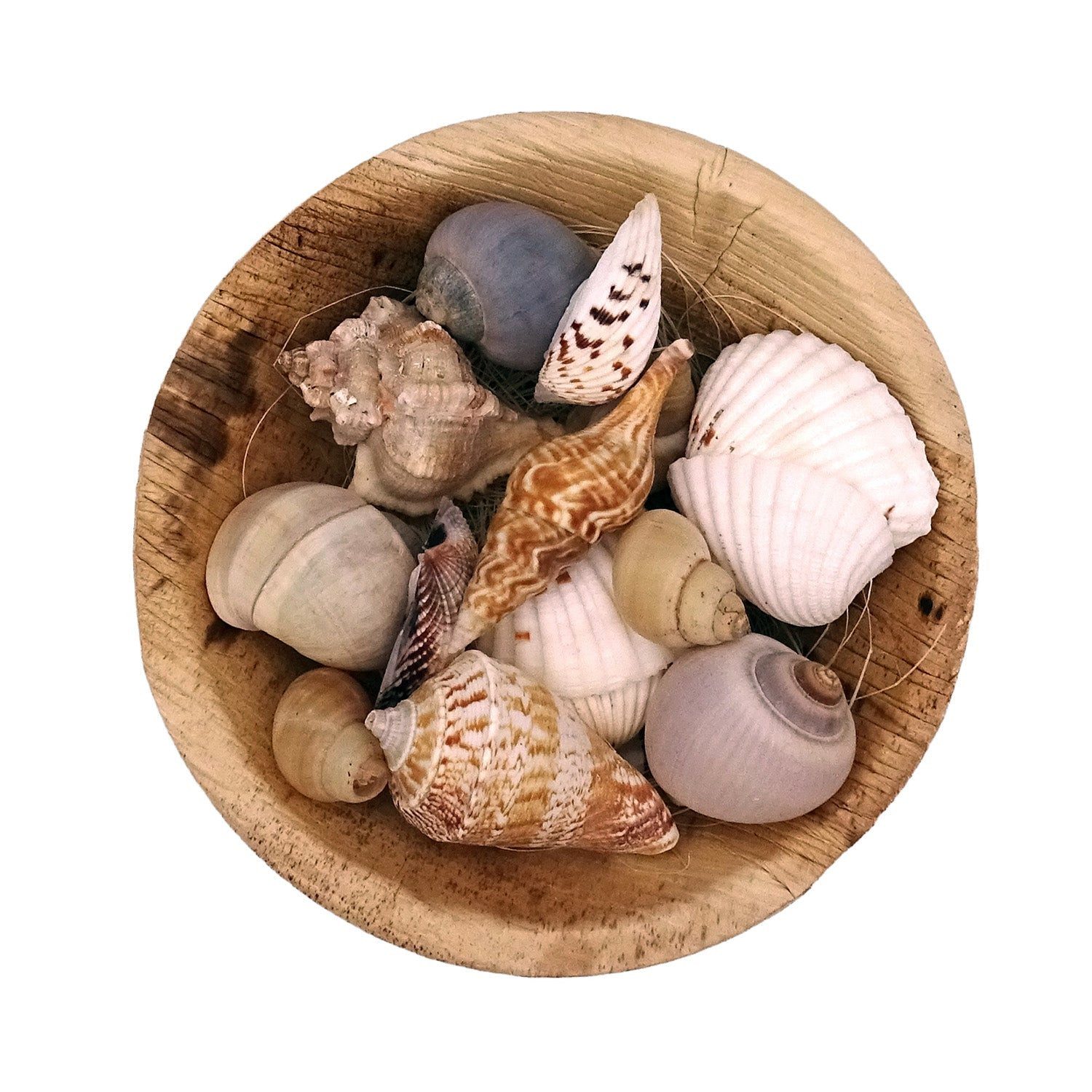 Logbuch-Verlag Dekofigur Muscheln in runder Schale 13x13x5 cm – Naturdeko ca. 90g echte