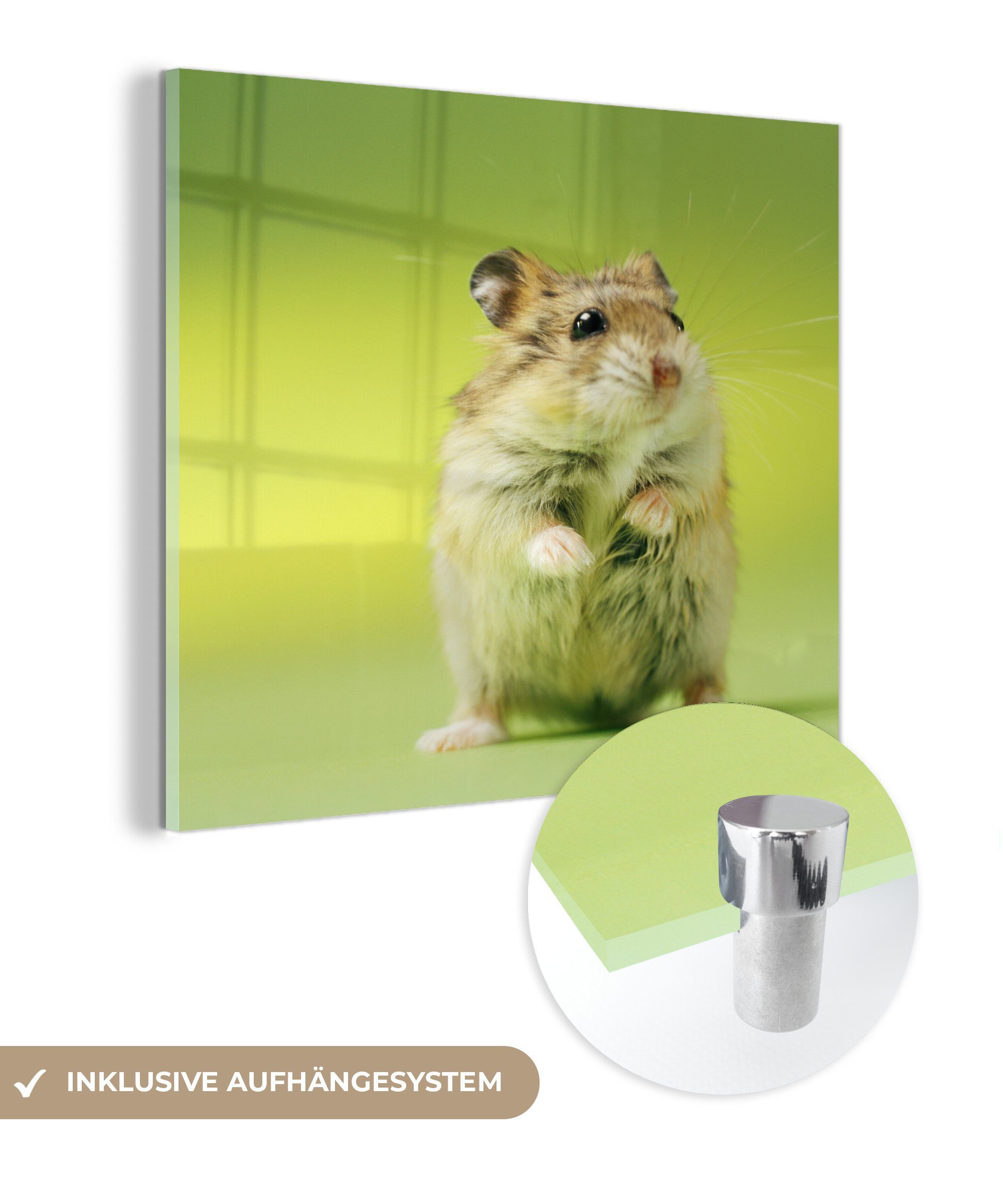 MuchoWow Acrylglasbild Nahaufnahme eines Hamsters vor einem grünen Hintergrund, (1 St), Glasbilder - Bilder auf Glas Wandbild - Foto auf Glas - Wanddekoration