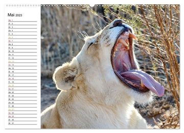 CALVENDO Wandkalender SÜDAFRIKAS Weiße Löwen (Premium, hochwertiger DIN A2 Wandkalender 2023, Kunstdruck in Hochglanz)