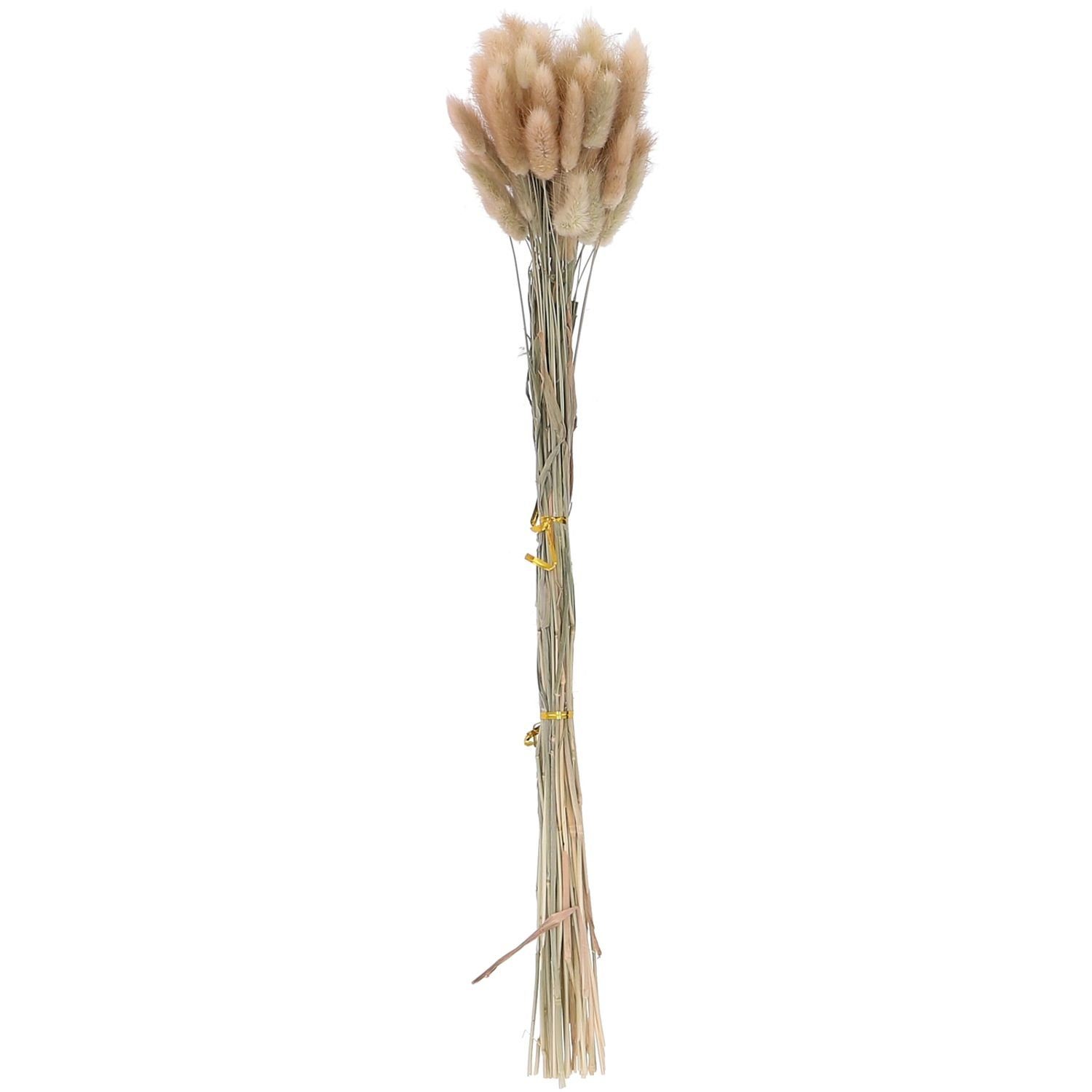 Trockenblume Lagurus kurz - Bund/50 Stück - Länge ca. 50-60 cm - natur, Vosteen