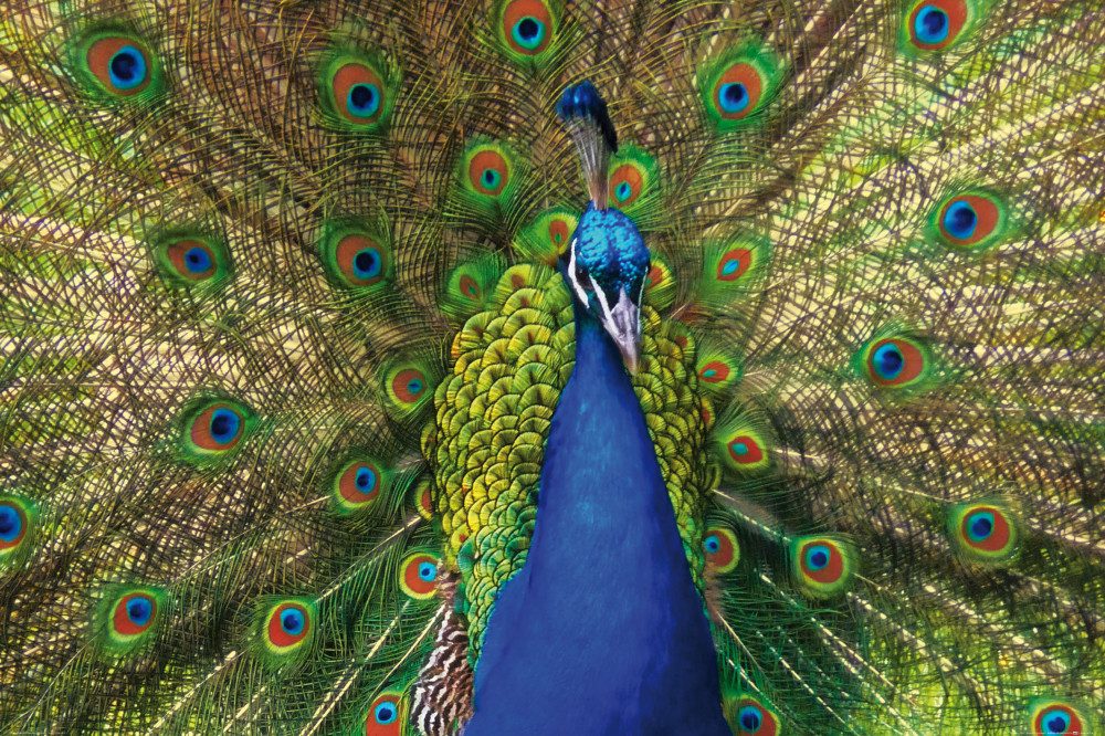 1art1 Poster Pfauen Kunstdruck Bild - Ein Fächer Voller Farben (80 x 120 cm)