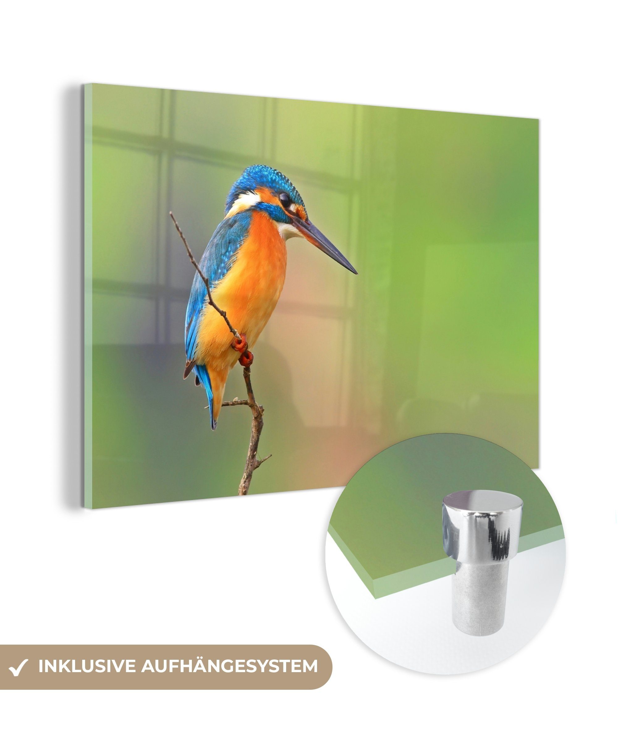 - Acrylglasbilder Beute, Wohnzimmer MuchoWow St), - Schlafzimmer Tiere Acrylglasbild Eisvogel (1 &