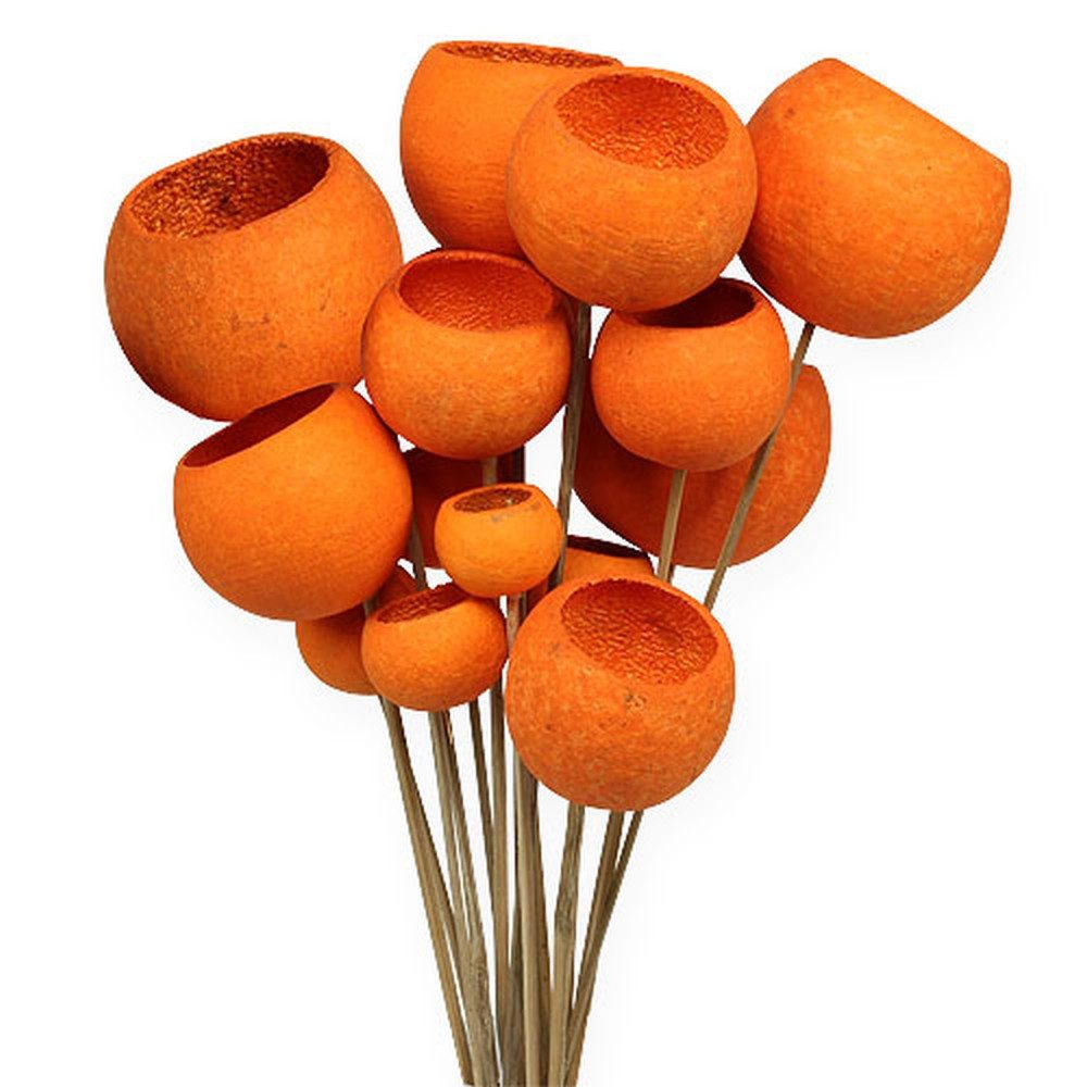 Trockenblume Bell Cup Stiel Orange 15 St Deko Herbst Grabschmuck, Viana, Hö günstig online kaufen