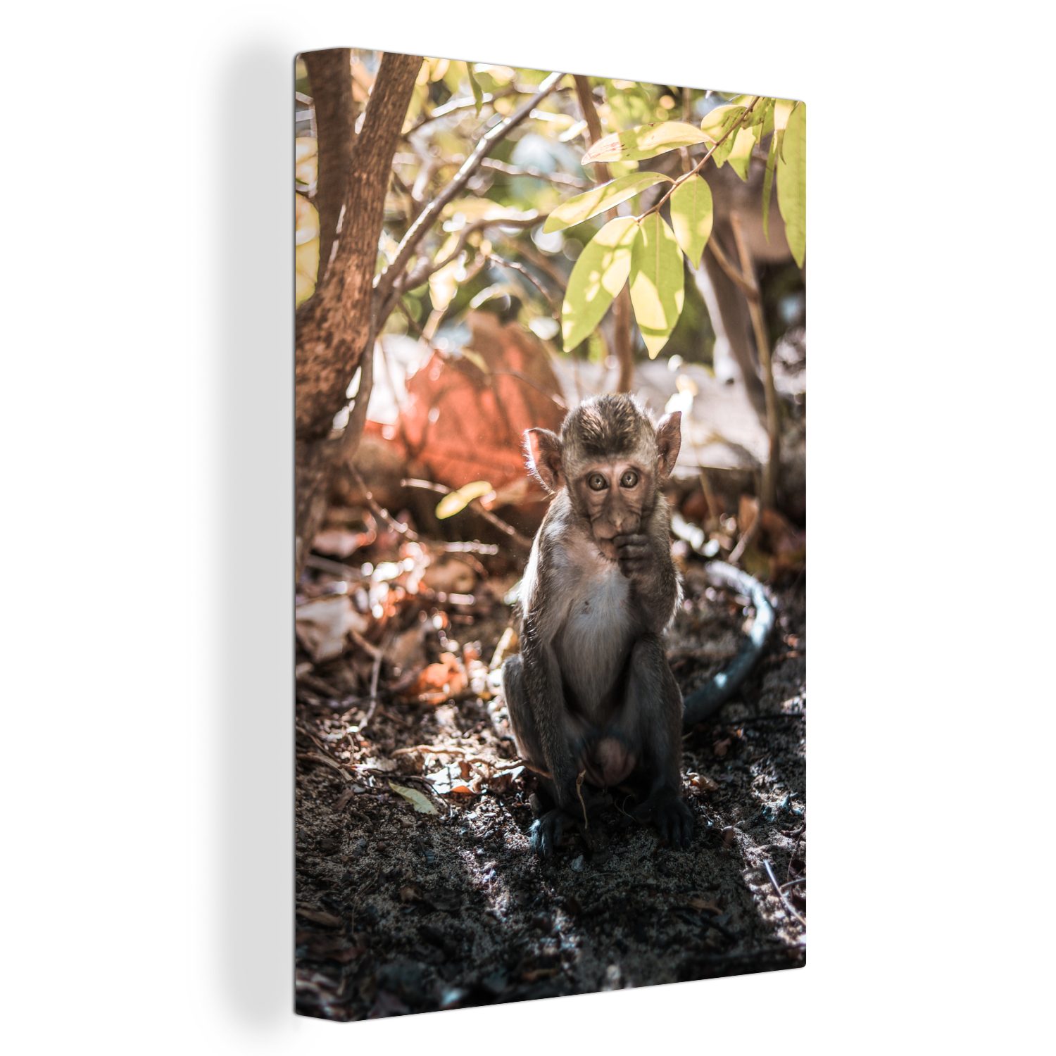 OneMillionCanvasses® Leinwandbild Ein kleiner Makake, (1 St), Leinwandbild fertig bespannt inkl. Zackenaufhänger, Gemälde, 20x30 cm