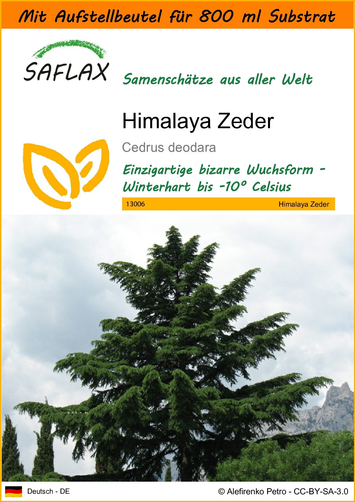 Blumensamen SAFLAX - Garden in the bag - Himalaya Zeder