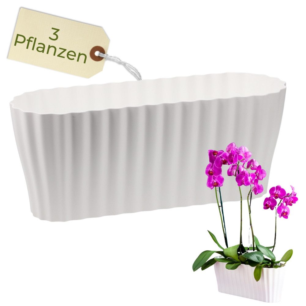 GarPet Blumentopf Orchideentopf Transparent Länglicher Orchideenkasten mit günstig online kaufen