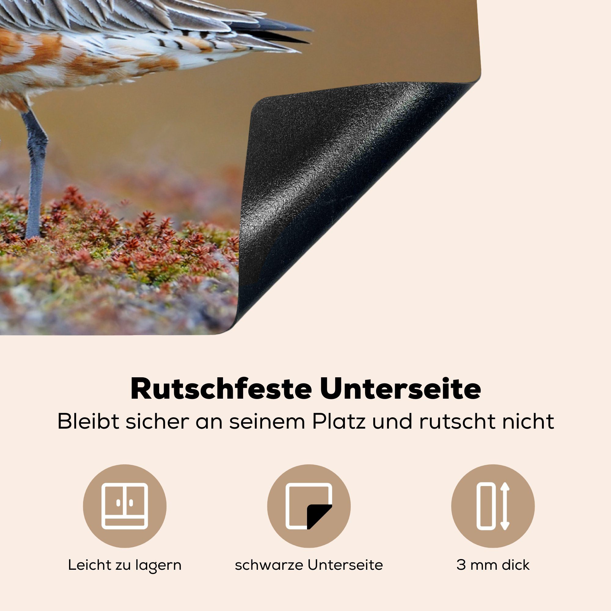 81x52 cm, (1 küche, Herdblende-/Abdeckplatte Induktionskochfeld für blühenden die auf Schutz Vinyl, Uferschnepfe Boden, MuchoWow einem tlg), Ceranfeldabdeckung