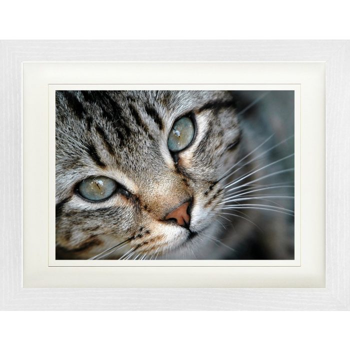 1art1 Bild mit Rahmen Katzen - Grau Getigertes Kätzchen-Portrait