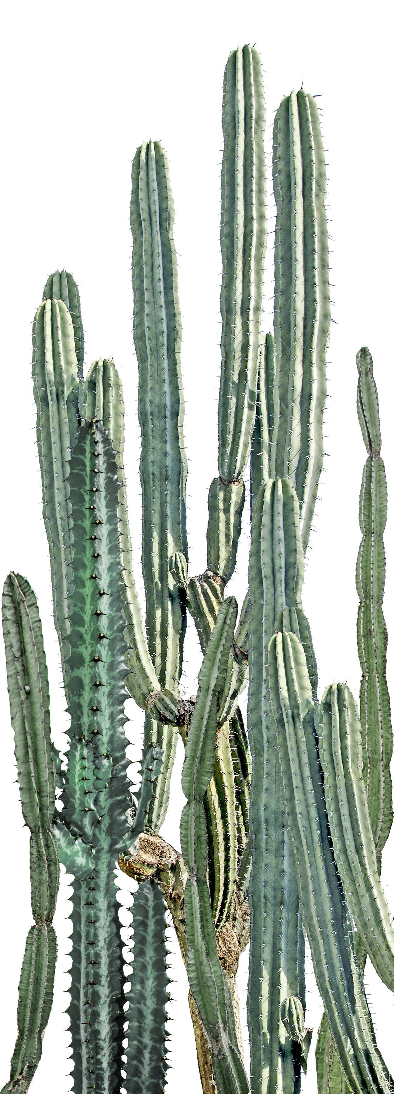 queence Vinyltapete Elloa, glatt, Motiv, bedruckt, botanisch, floral, gemustert, natürlich, 90x250cm, selbstklebend, kinderleichte Anbringung, Sticker. € 33,33, (€ 14,81 pro 1 qm).