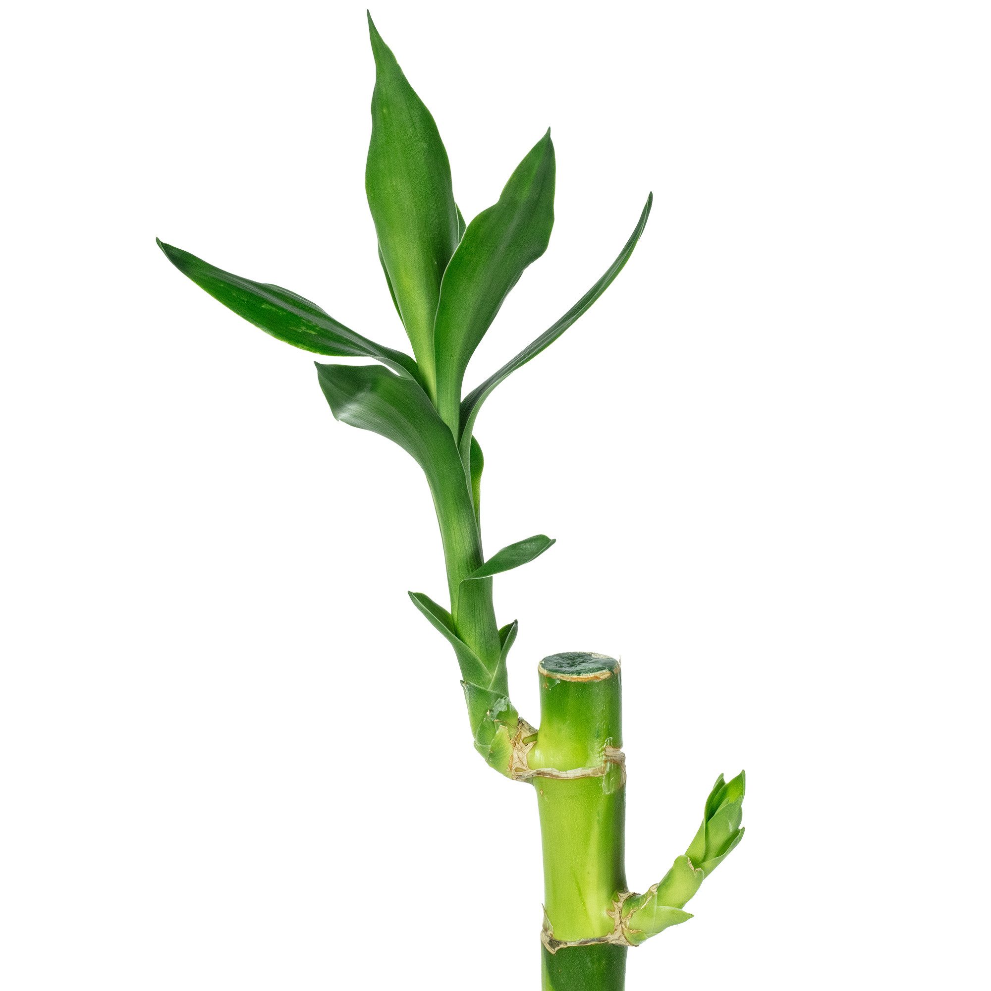 Flowerbox Zimmerpflanze Glücksbambus "Lucky Bamboo" gerader Stengel 3er-Set, pflegeleicht - Höhe ca. 50 cm - im Röhrchen