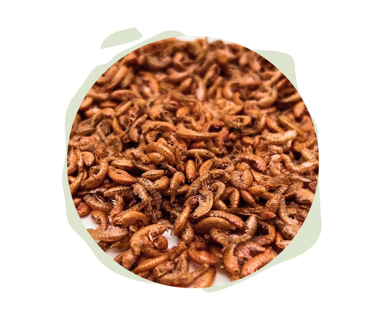 Warnick´s Tierfutterservice Bachflohkrebse "Gammarus" - Naturfutter für Fische & Reptilien, Ergänzungsfutter für: Fische, Reptilien