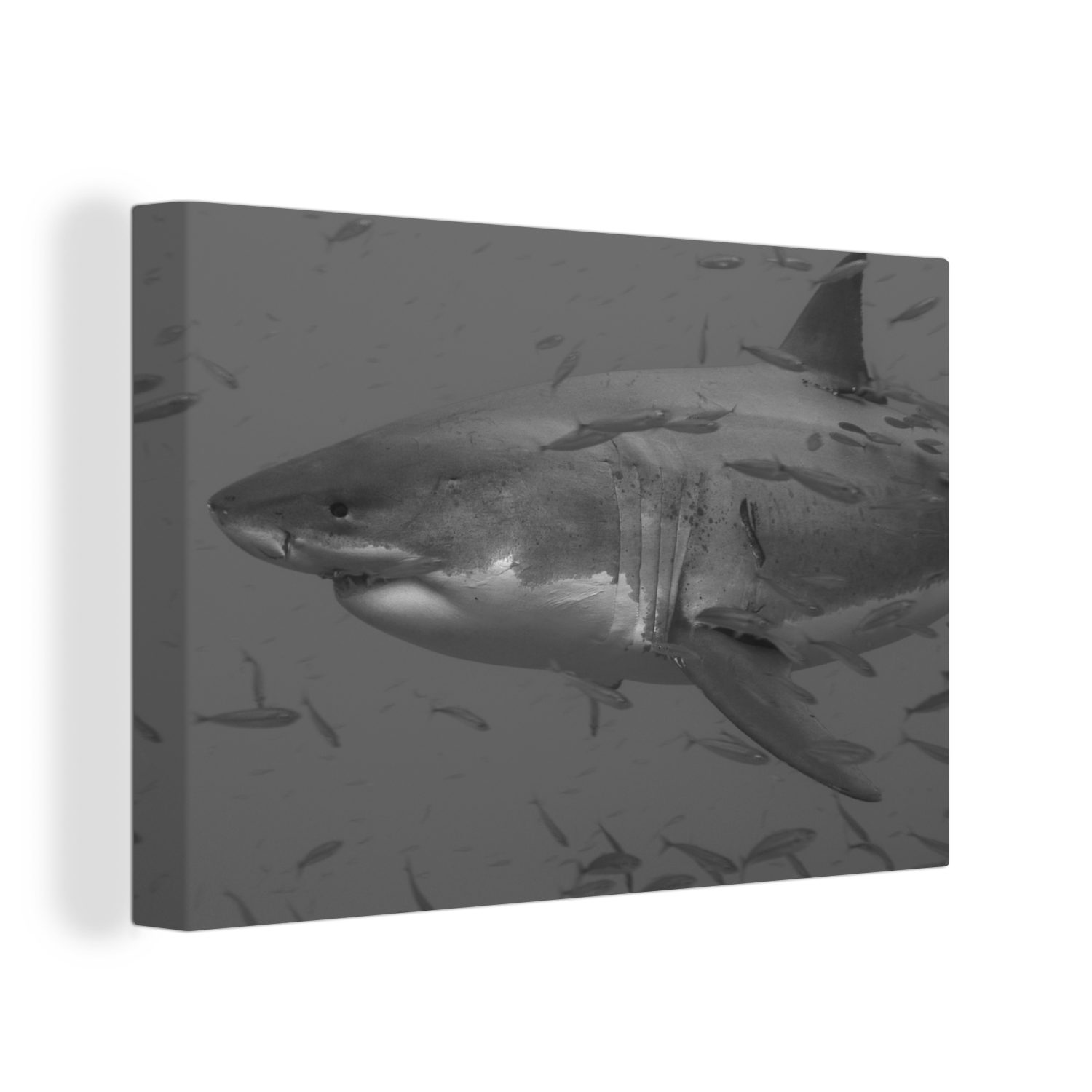 OneMillionCanvasses® Leinwandbild Ein Weißer Hai in einem Fischschwarm - schwarz und weiß, (1 St), Wandbild Leinwandbilder, Aufhängefertig, Wanddeko, 30x20 cm