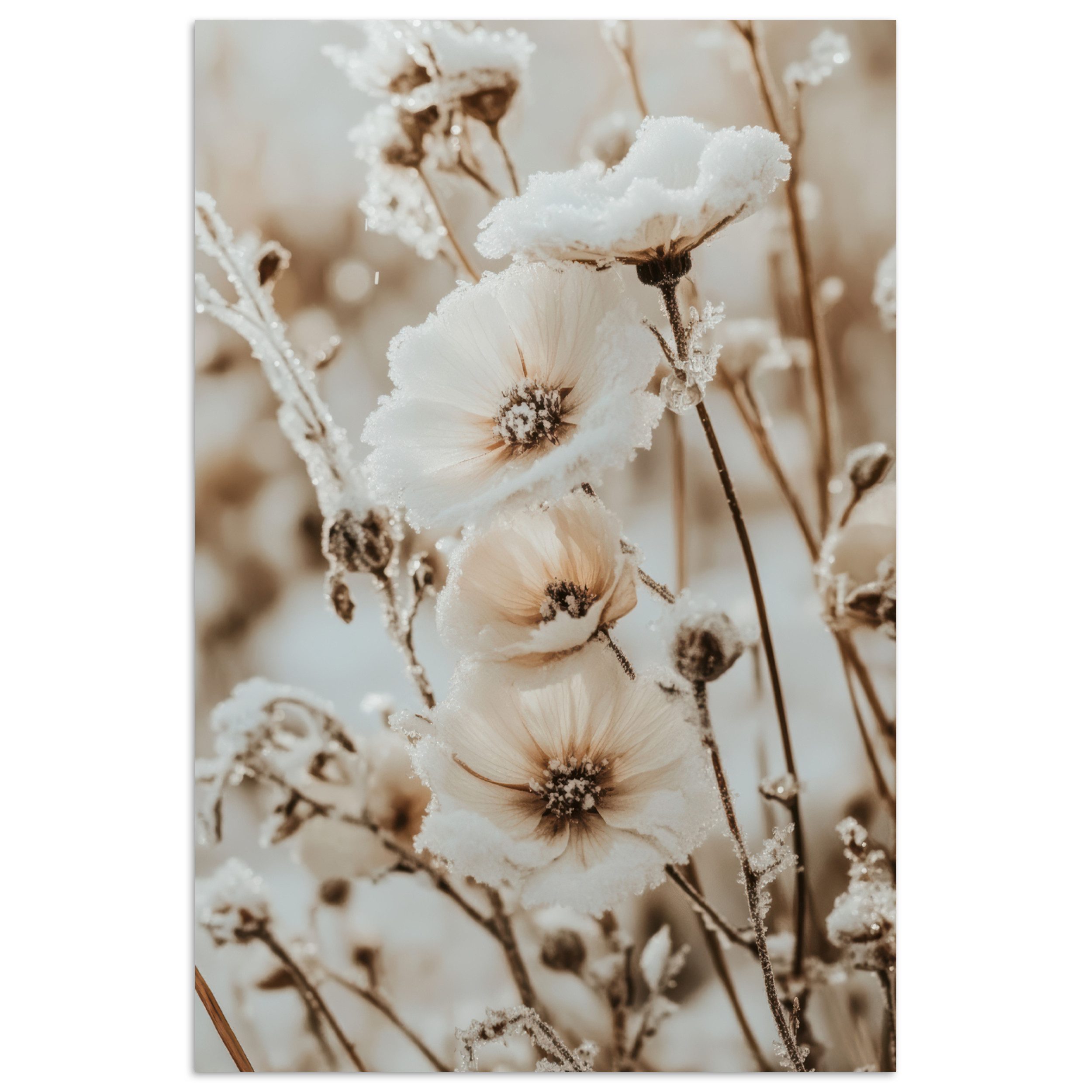 MuchoWow Poster Blumen - Winter - Weiß - Schnee - Beige, (1 St), Poster ohne Rahmen, Wandbild, Wandposter, 20x30 cm