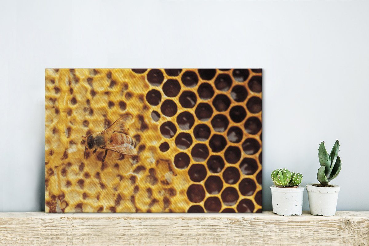 Leinwandbilder, (1 Biene, Leinwandbild Aufhängefertig, Wandbild OneMillionCanvasses® und Honigwabe St), 30x20 Wanddeko, cm