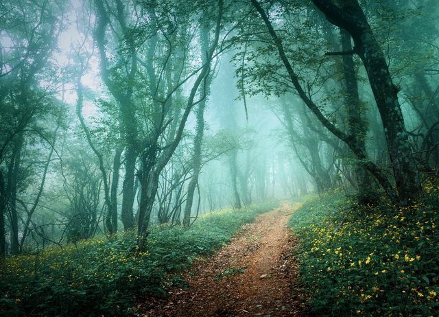 Papermoon Fototapete »Misty Forest in Fog«, glatt-Otto