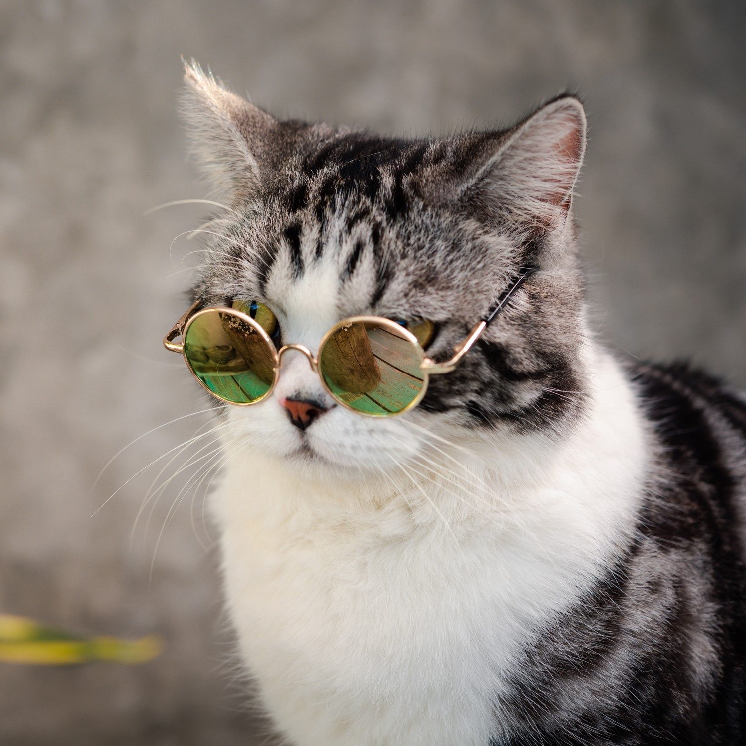 Wallario Möbelfolie Katze mit Stil