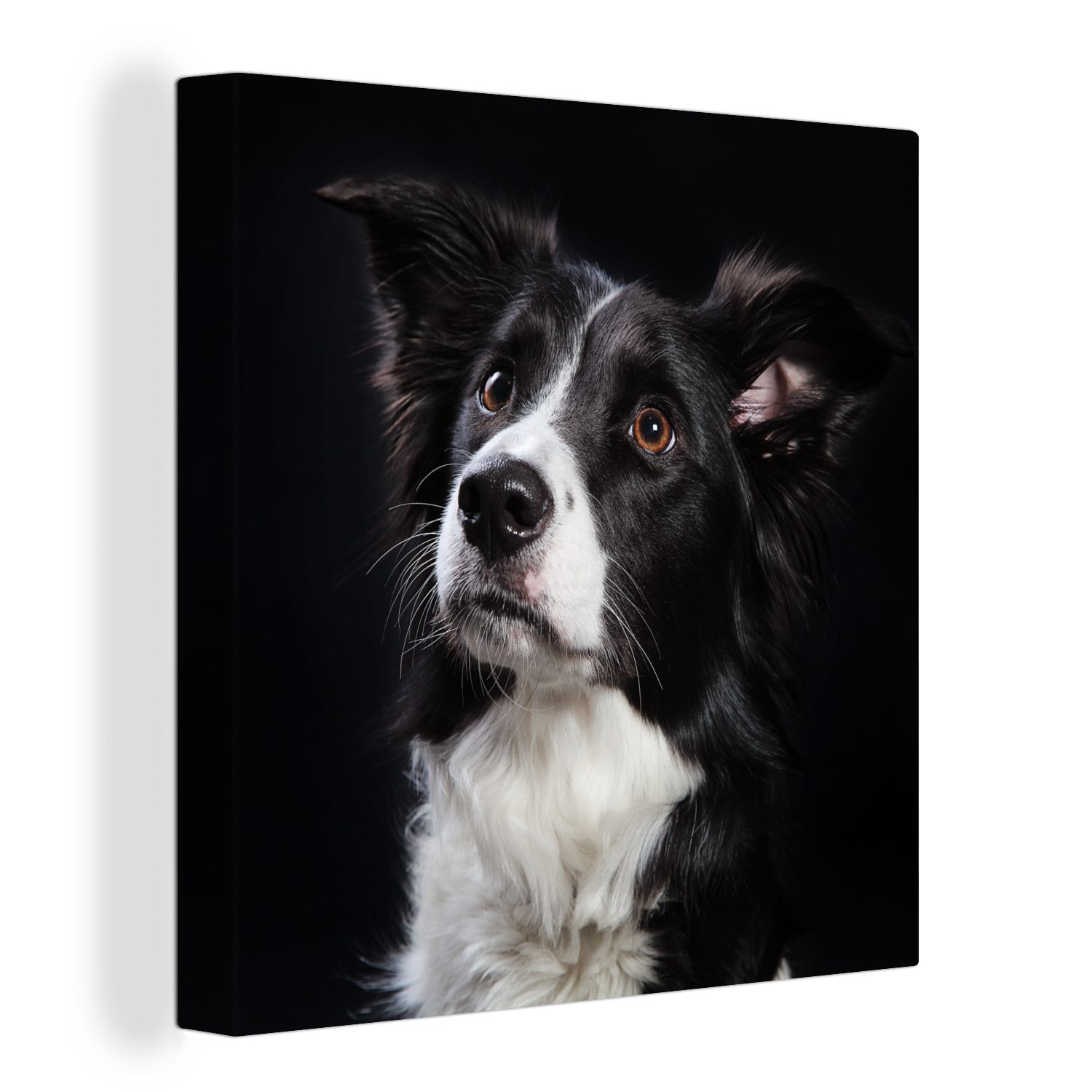 Wohnzimmer Leinwand eines Collie, für Bilder St), Border Porträt Leinwandbild Schlafzimmer OneMillionCanvasses® (1