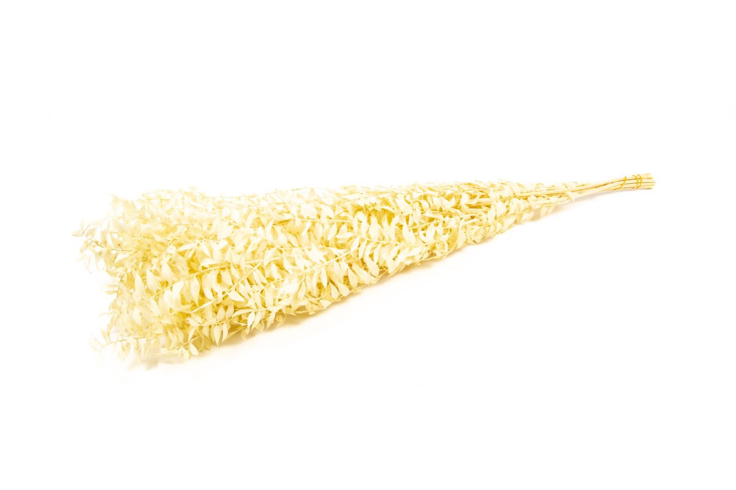 Trockenblume Ruscus Trockenzweige AGNIATA, beige, 70-75cm, Ø17cm, INNA-Glas, Höhe 75.0 cm