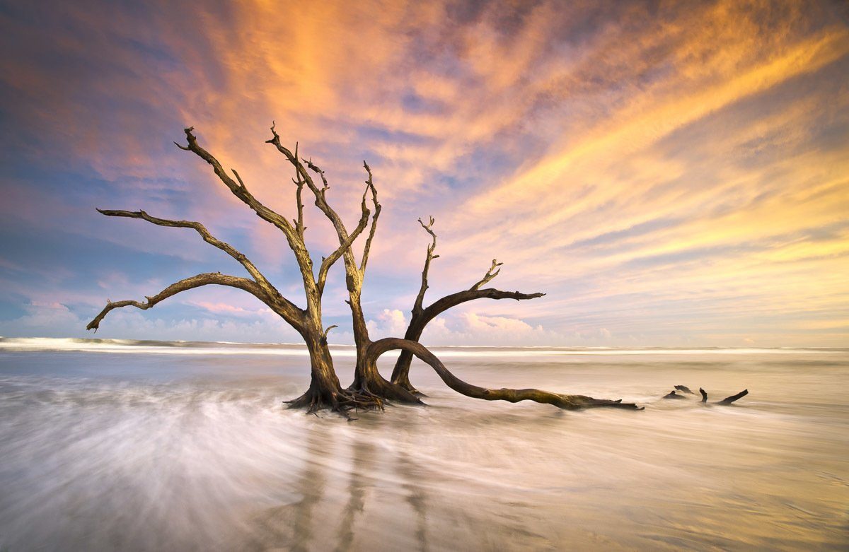 Papermoon Fototapete Torheit Strand Baum toter