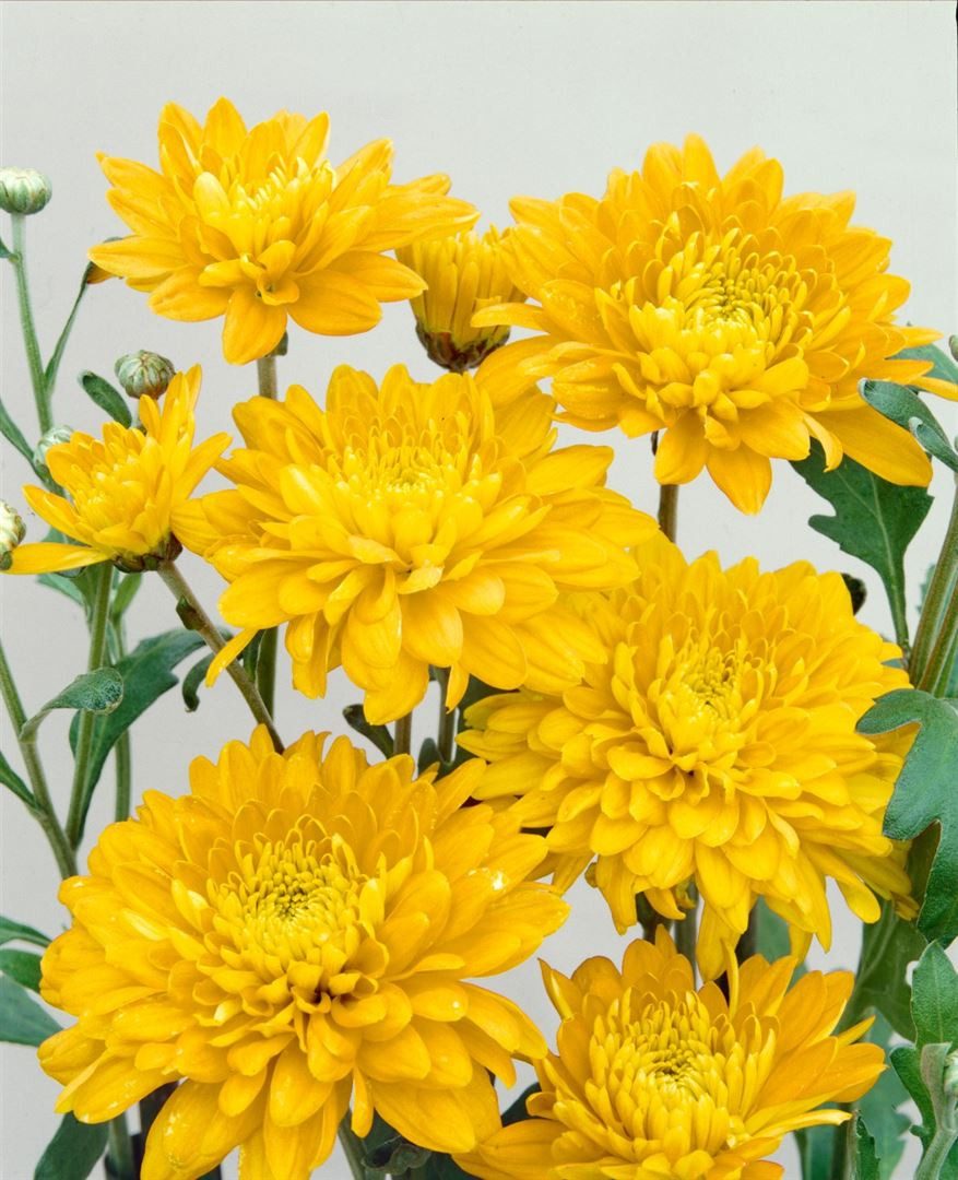 Pflanzen für Dich Staude Chrysanthemum hort. Bienchen, 1 St., Chrysantheme, Gartenchrysantheme