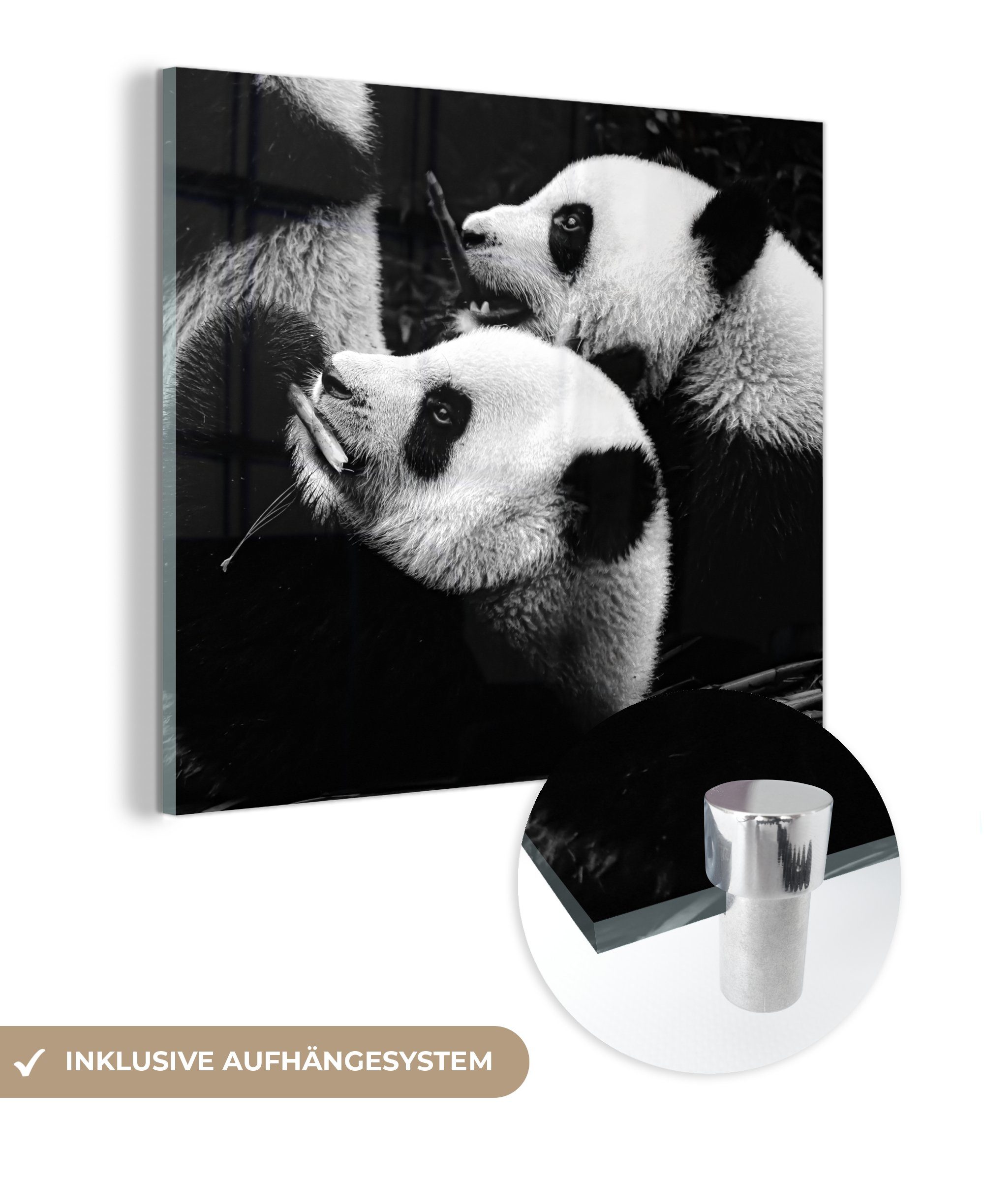 MuchoWow Acrylglasbild Pandas - Schwarz - Weiß, (1 St), Glasbilder - Bilder auf Glas Wandbild - Foto auf Glas - Wanddekoration