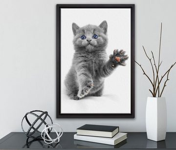 Pixxprint Leinwandbild süße kleine blaue Katze, Wanddekoration (1 St), Leinwandbild fertig bespannt, in einem Schattenfugen-Bilderrahmen gefasst, inkl. Zackenaufhänger