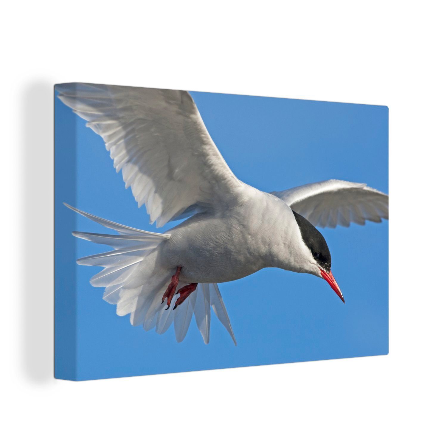 30x20 Weißflügelseeschwalbe OneMillionCanvasses® Leinwandbilder, blauen einer St), cm Aufhängefertig, Leinwandbild Himmel, Wanddeko, Eine Nahaufnahme (1 Wandbild am
