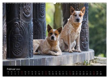 CALVENDO Wandkalender Australian Cattle Dogs zwischen Kunst und Kultur (Premium, hochwertiger DIN A2 Wandkalender 2023, Kunstdruck in Hochglanz)