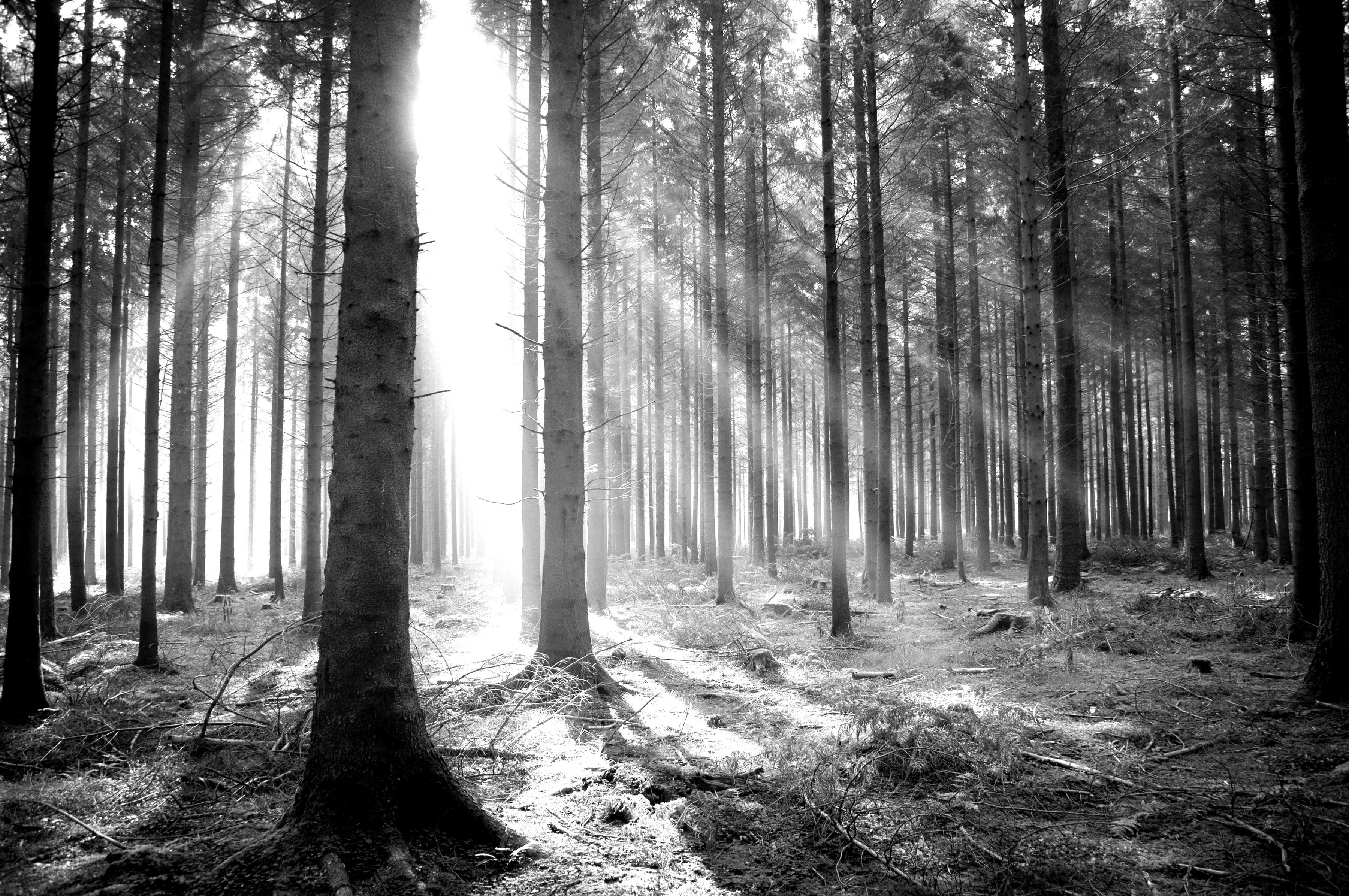 Fototapete Weiß Papermoon Wald Schwarz &