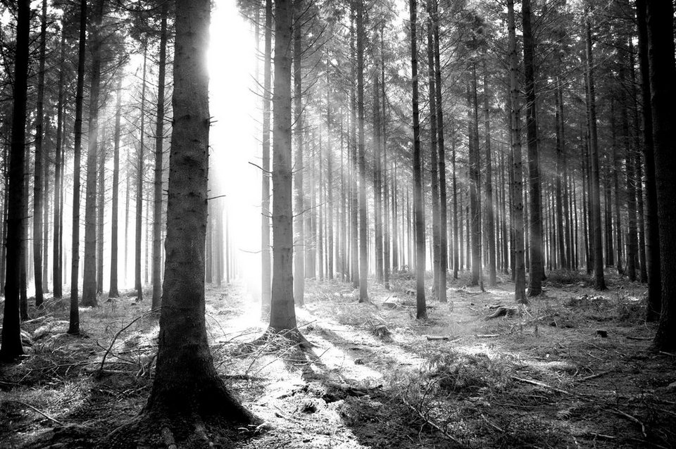 Papermoon Fototapete »Wald Schwarz & Weiß«, Vliestapete, hochwertiger