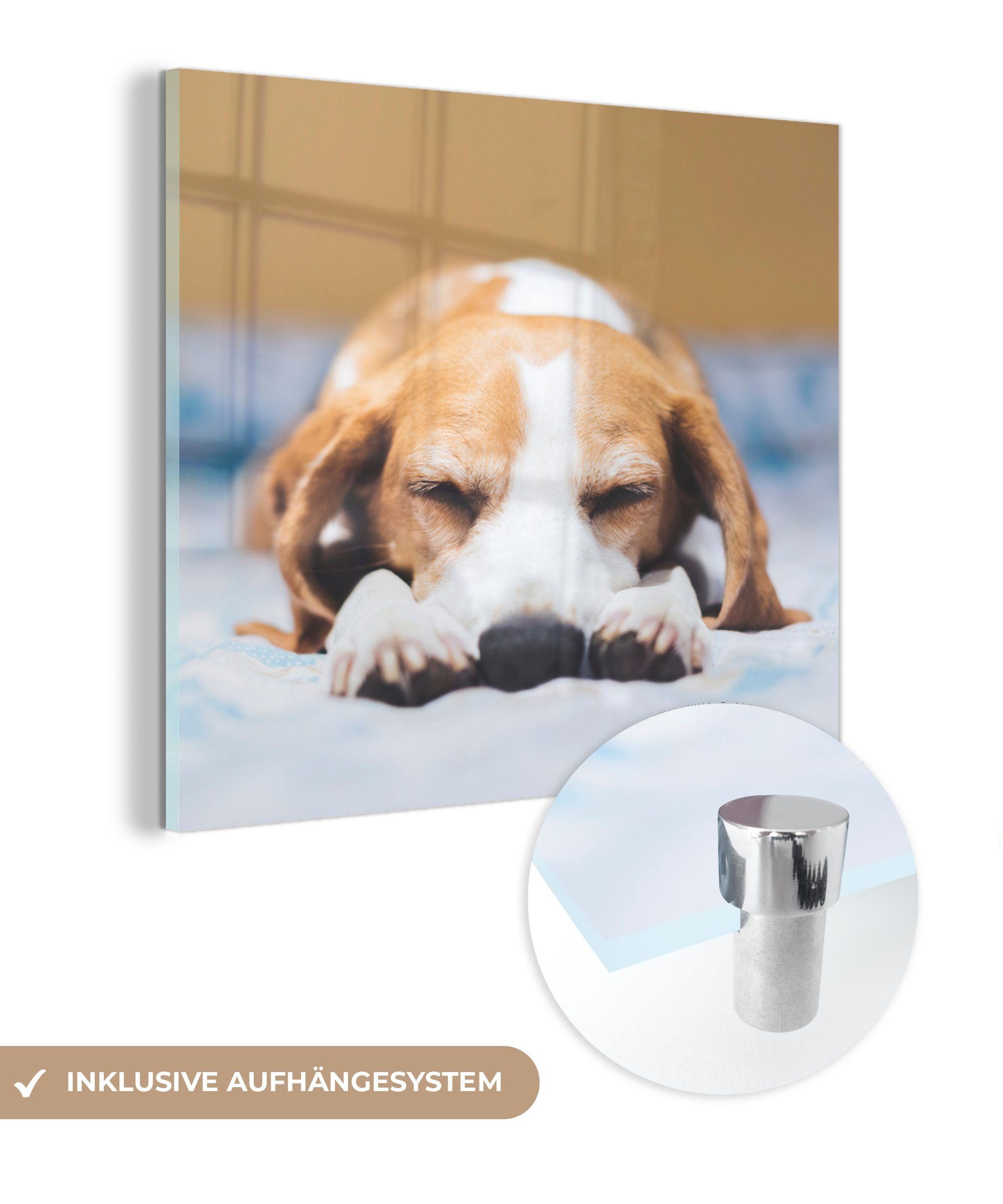 MuchoWow Acrylglasbild Schlafender Beagle-Welpe auf einem Bett, (1 St), Glasbilder - Bilder auf Glas Wandbild - Foto auf Glas - Wanddekoration