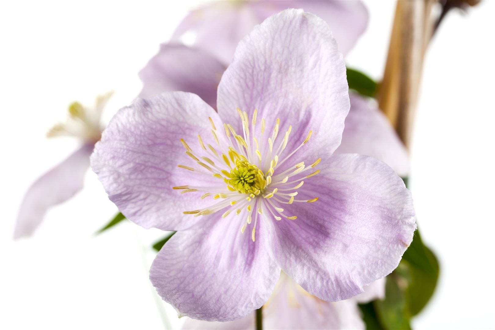 Pflanzen für Dich Kletterpflanze Clematis montana Rubens, 1 St., Berg-Waldrebe, Anemonen-Waldrebe, rosarot, kletterpflanze