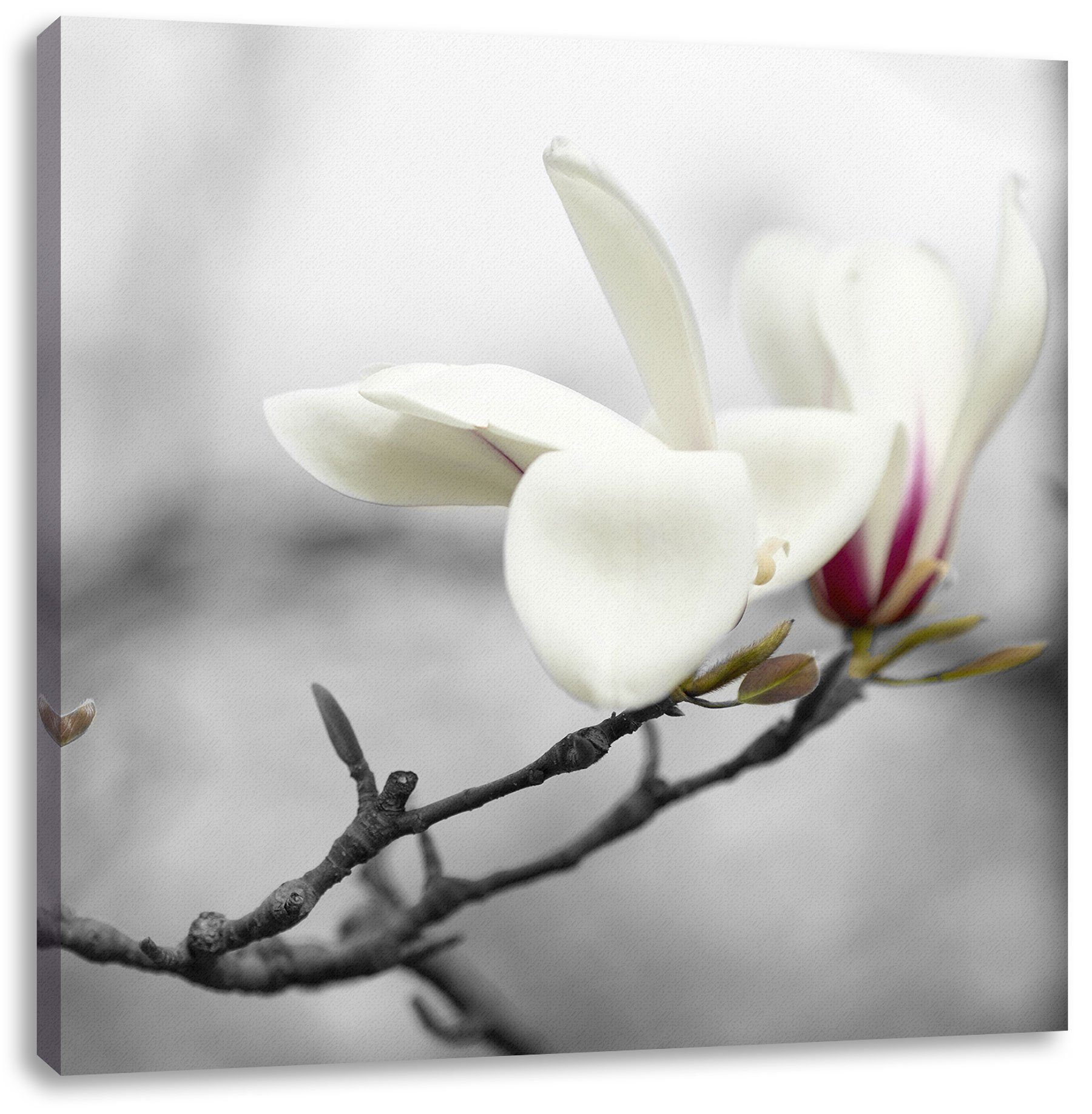 Pixxprint Leinwandbild Magnolienblüten, Magnolienblüten (1 St), Leinwandbild fertig bespannt, inkl. Zackenaufhänger