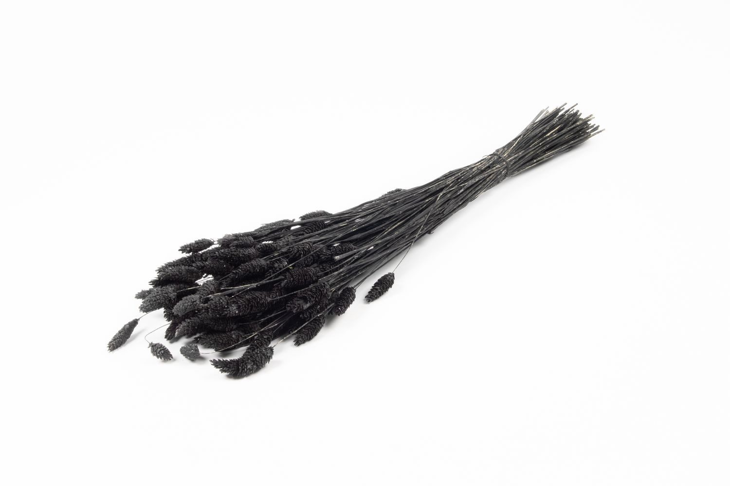 Trockenblume Kanariengras getrocknet BRAGILA im Bund, schwarz, 50-75cm, Ø12cm, INNA-Glas, Höhe 75.0 cm