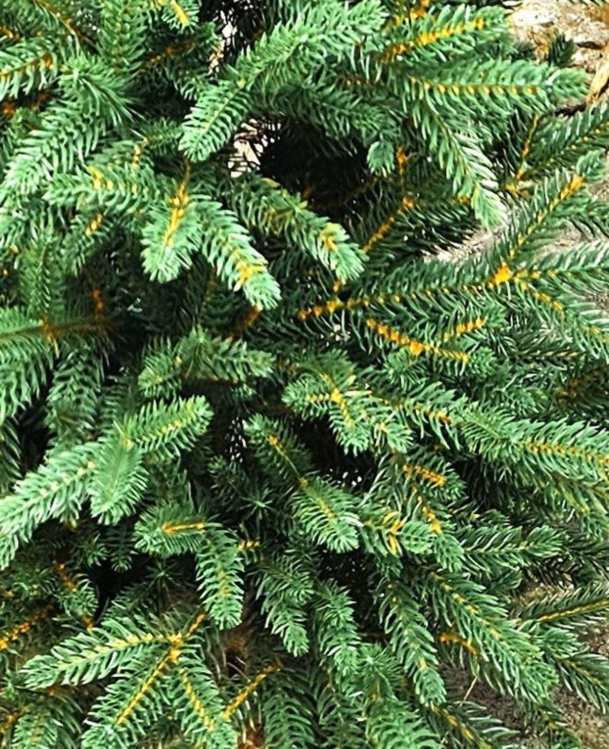 artplants Künstlicher Weihnachtsbaum Kunstbaum Fichte STORNYN im Jutesack, 90cm