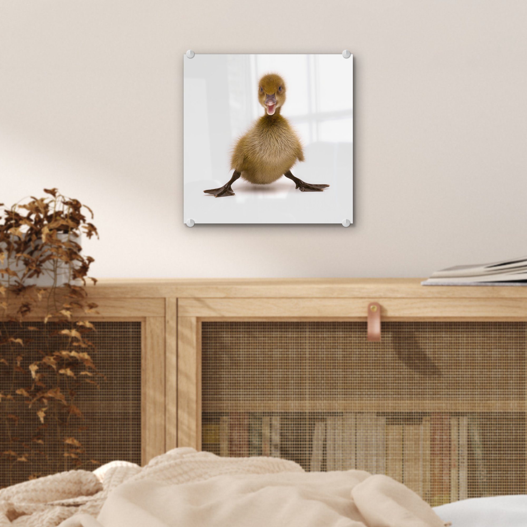 MuchoWow Acrylglasbild Entenbaby Foto auf Wanddekoration Glasbilder - - St), posiert, Bilder (1 auf Glas - Wandbild Glas