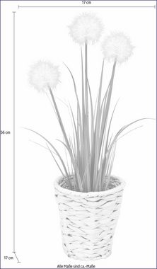 Kunstpflanze Pusteblumegras in Wasserhyazinthentopf Pusteblume, I.GE.A., Höhe 56 cm