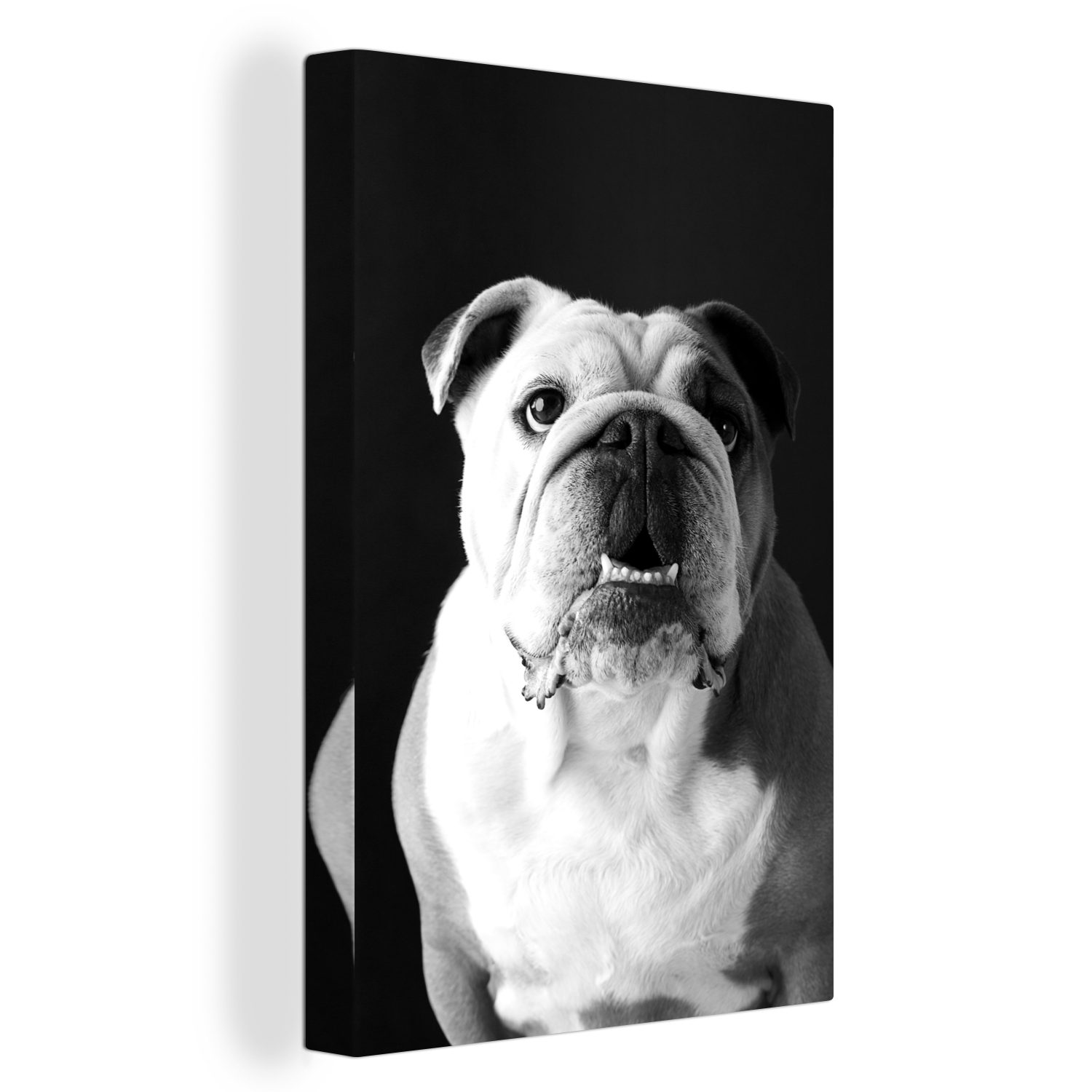 OneMillionCanvasses® Leinwandbild Porträt einer Englischen Bulldogge - schwarz und weiß, (1 St), Leinwandbild fertig bespannt inkl. Zackenaufhänger, Gemälde, 20x30 cm