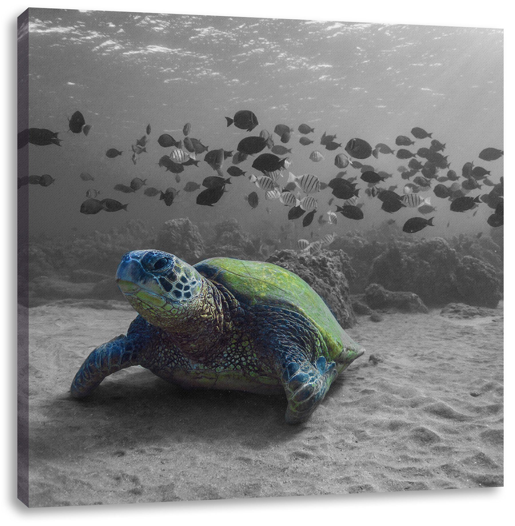 Pixxprint Leinwandbild inkl. St), Schildkröte (1 Ozean, Zackenaufhänger im Schildkröte Ozean im bespannt, fertig Leinwandbild